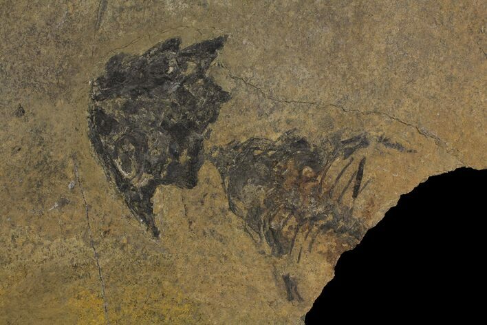 Partial Discosauriscus (Permian Reptiliomorph) - Czech Republic #175086